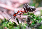 lutter contre l'invasion des fourmis dans votre jardin