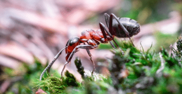 lutter contre l'invasion des fourmis dans votre jardin