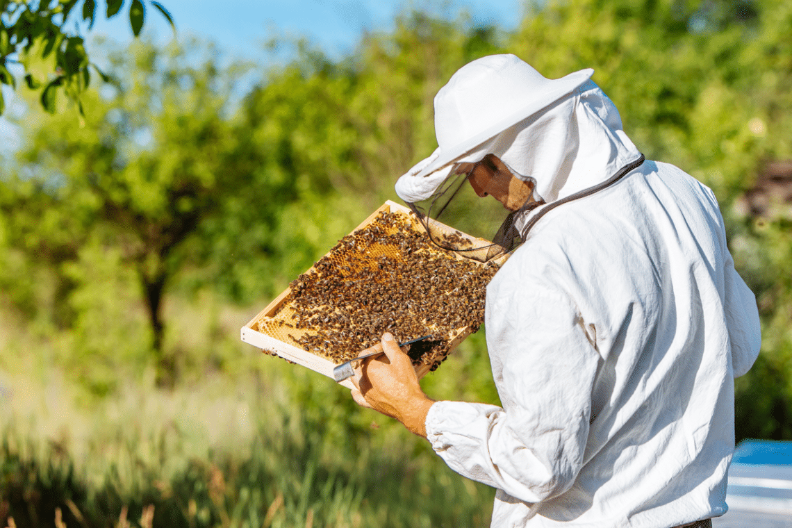 Pince à Reine En Acier Inoxydable Pour Apiculteurs - Outil De Capture D'abeilles Sécuritaire - 6