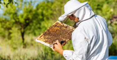 Se lancer dans l'élevage des reines abeilles
