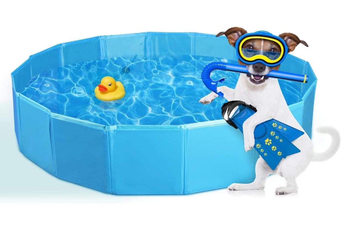 Quelle piscine pour chien acheter