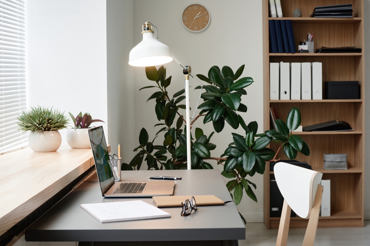 Meilleures plantes pour décorer vos bureaux